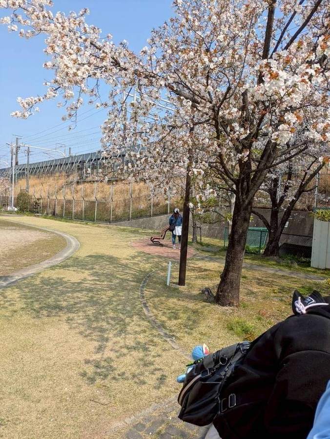 公園に咲く満開の桜